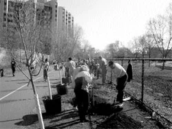 Wells Fargo Home Mortgage turned out 50 volunteers for the Arbor Day tree planting.
