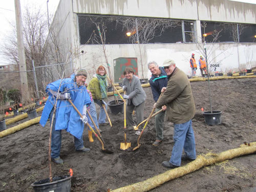 Digging a hole to plant the first ceremonial tree.