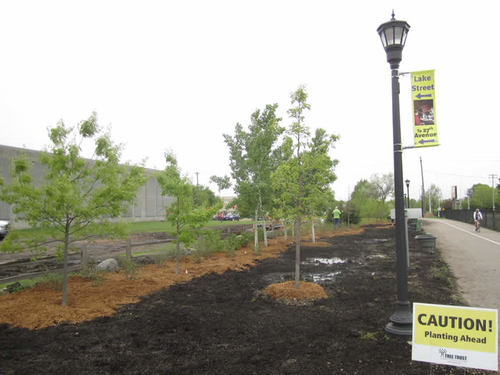 Planted, mulched, and ready to go!