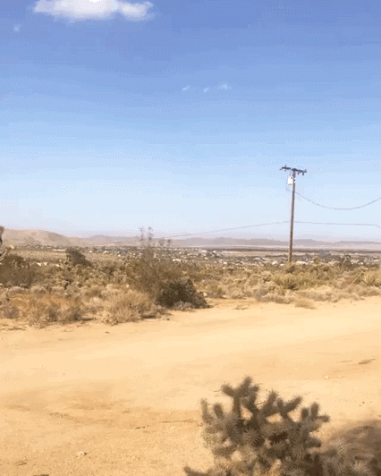 joshua tree1.gif
