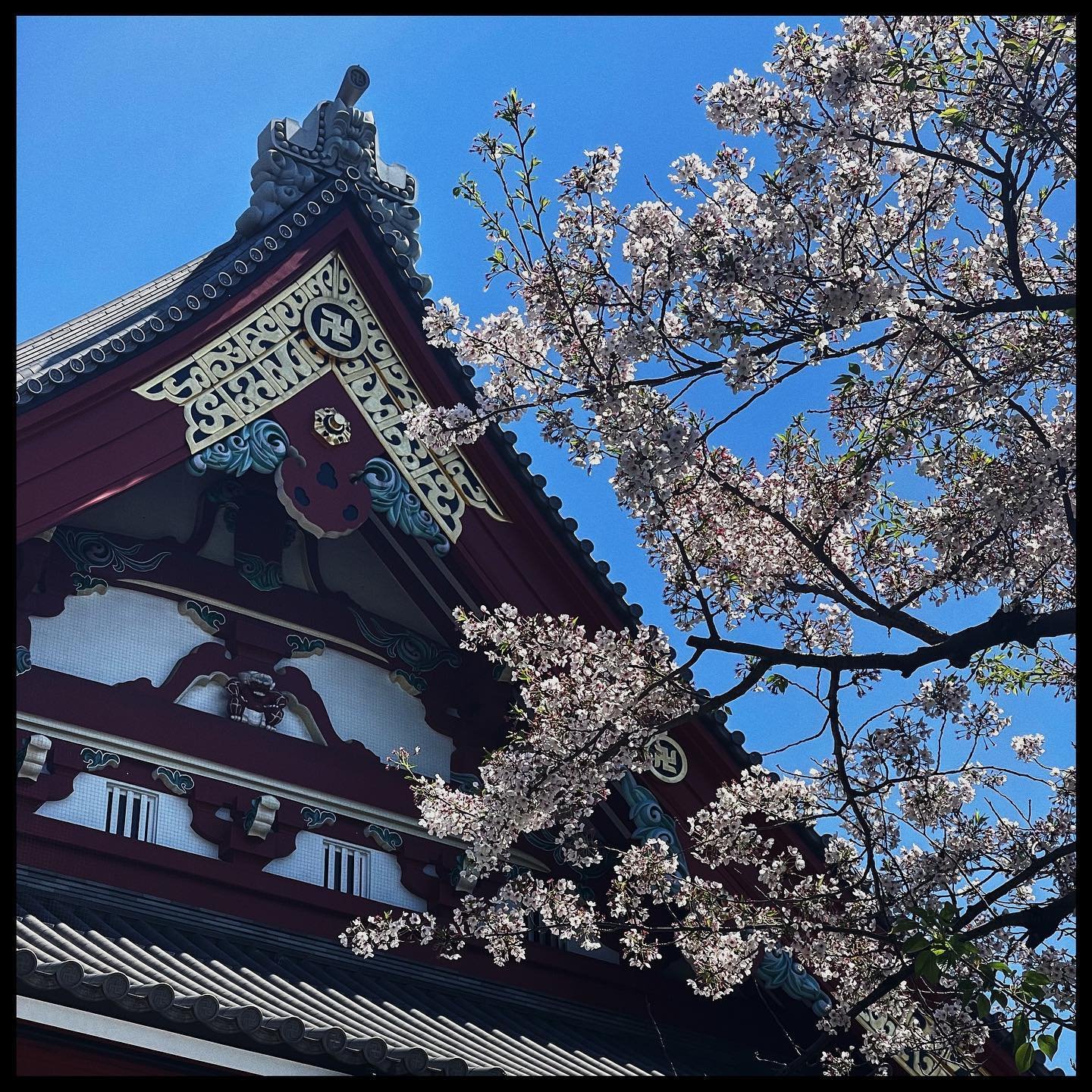 さくら &bull; sakura