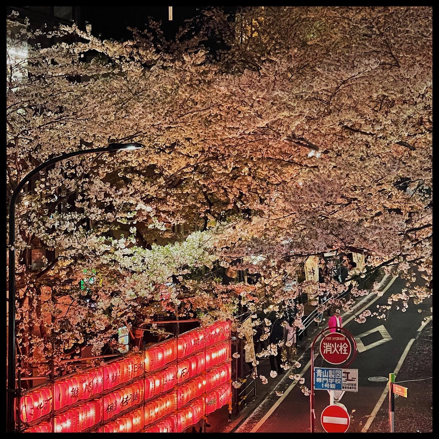 Sakura Street