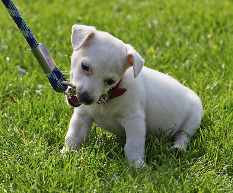 puppy walk.jpg
