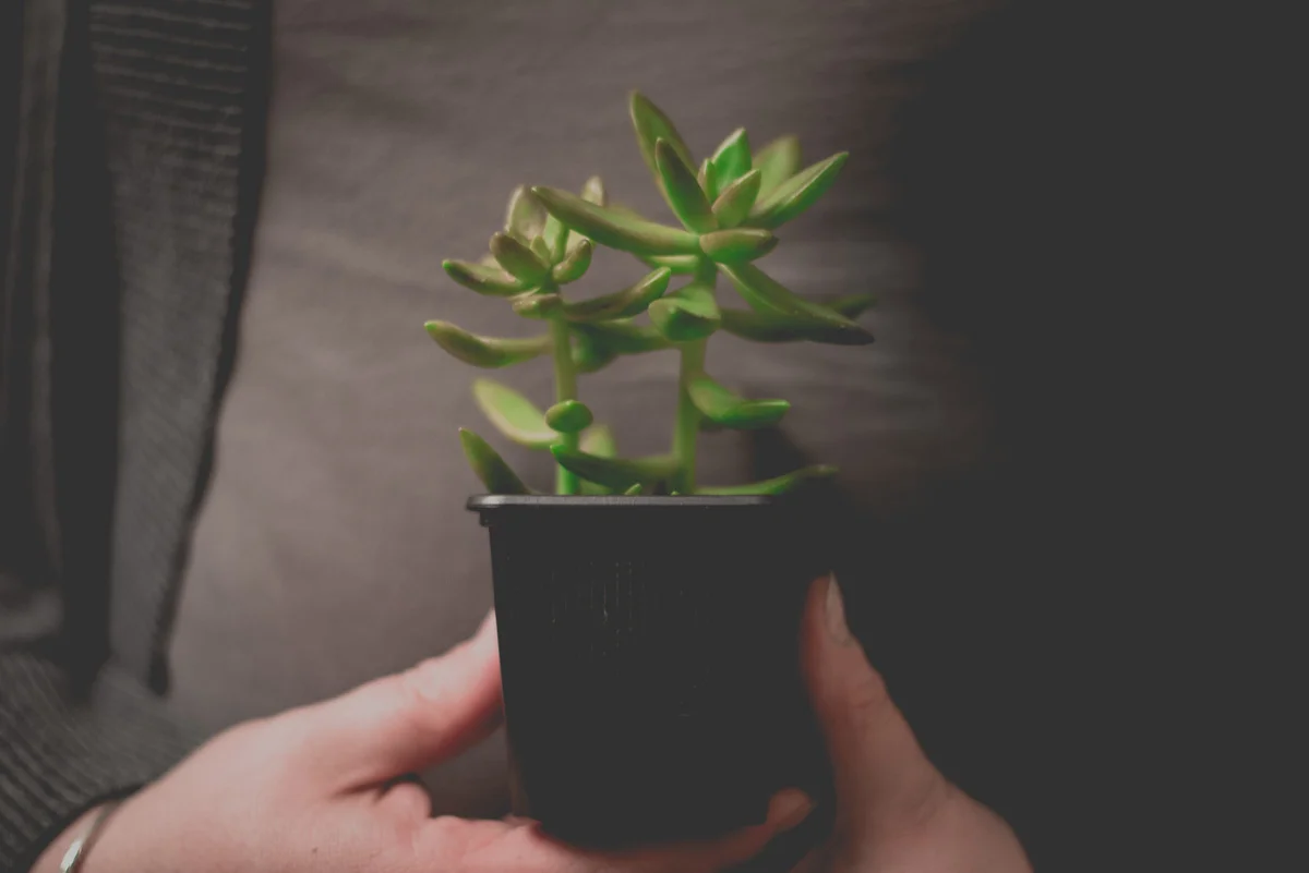 Terrariums2017S-6.jpg