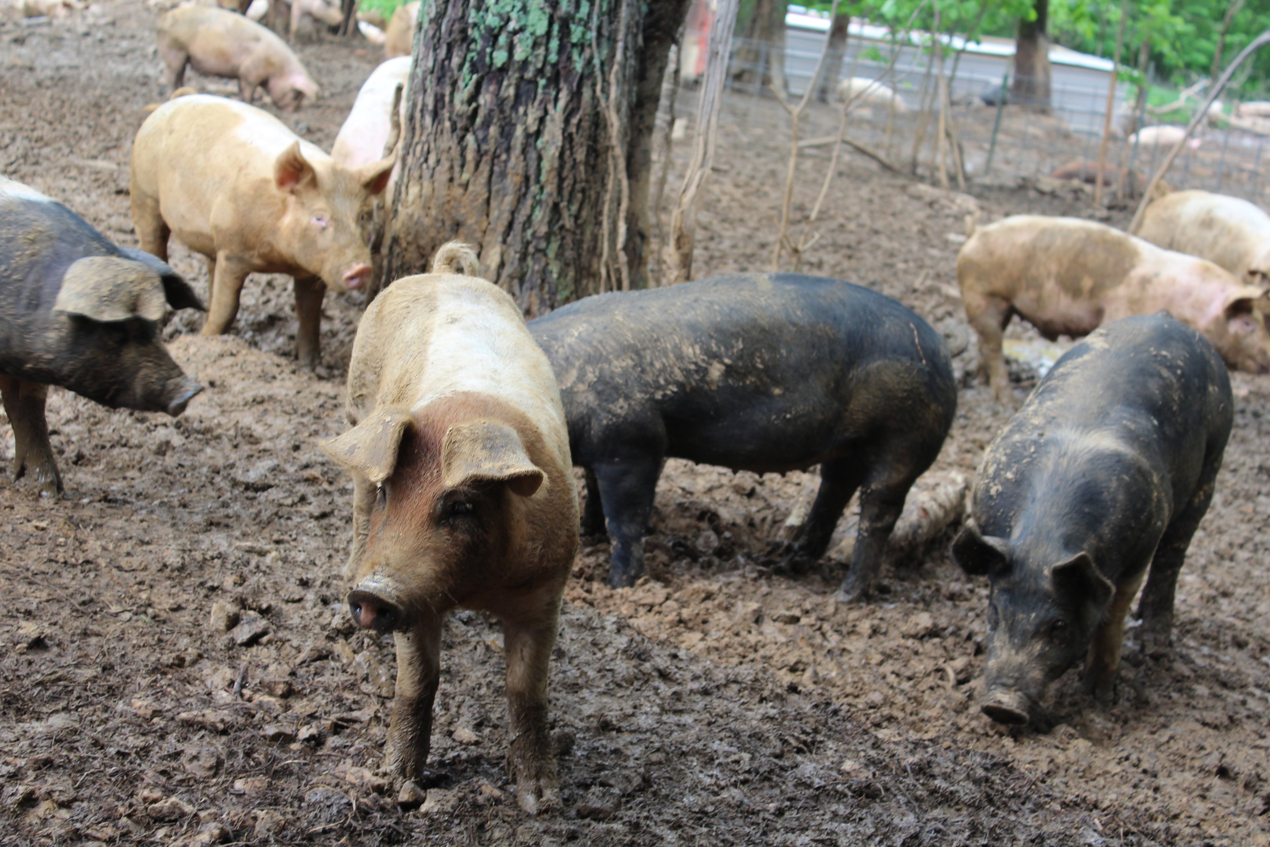 At Rittenberry Farms, the hogs and beef have plenty of space to explore, socialize, and play. 