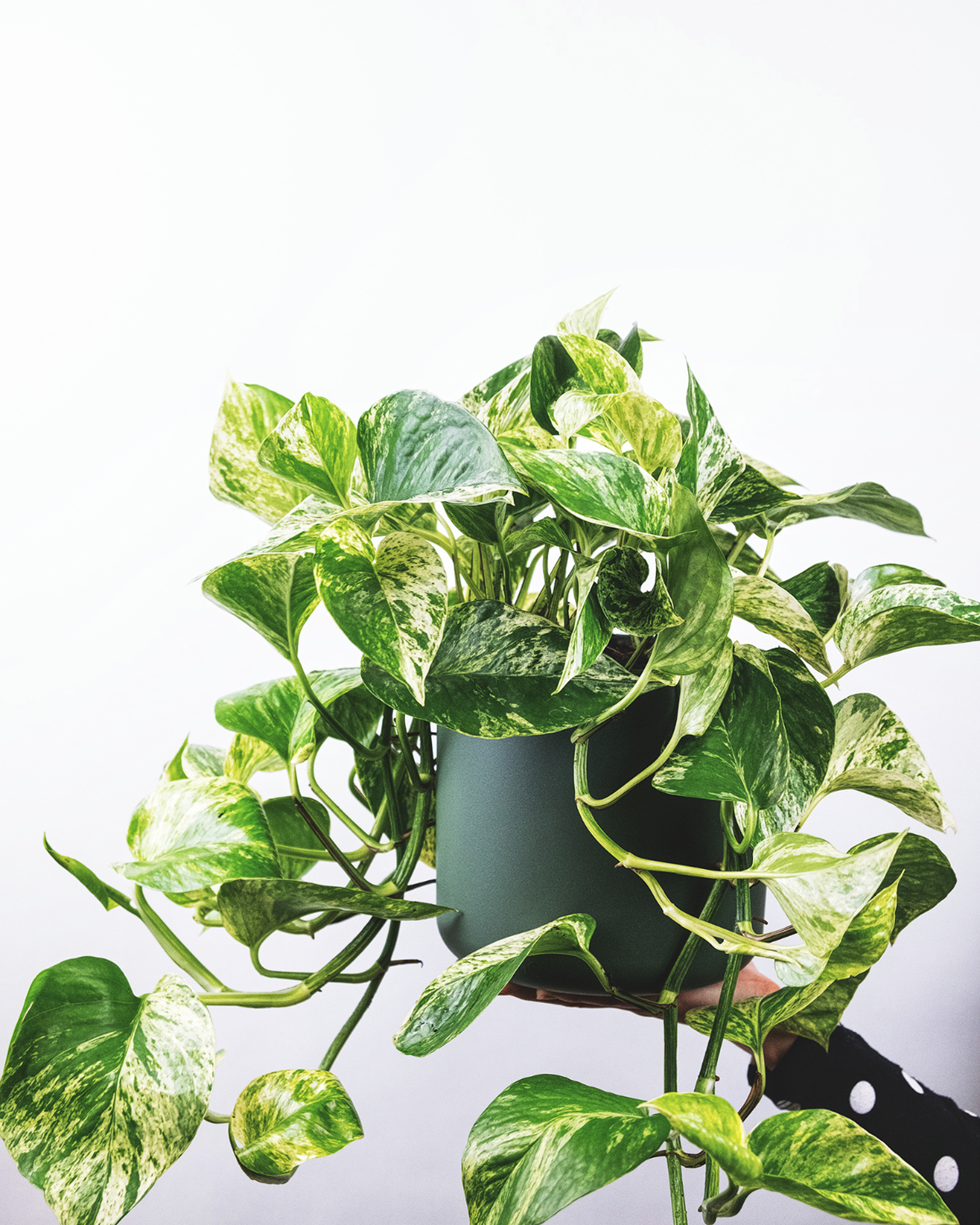 Easy-Care Plants to Boost Your Mood