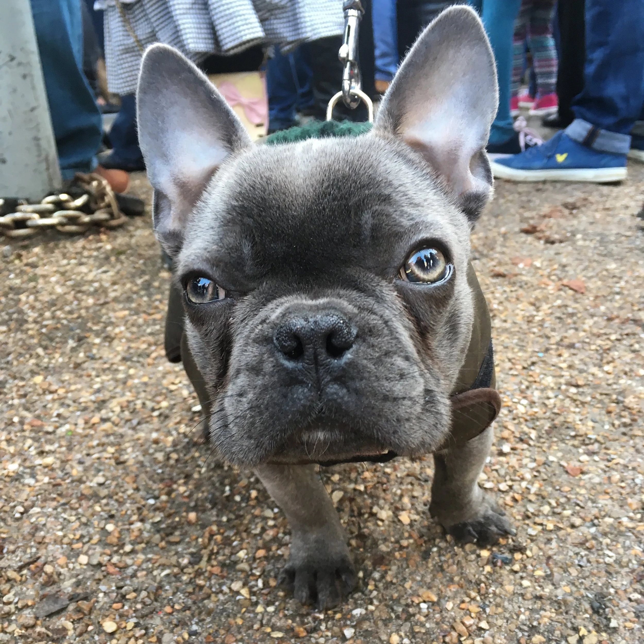 Crowd acclimatisation is go!