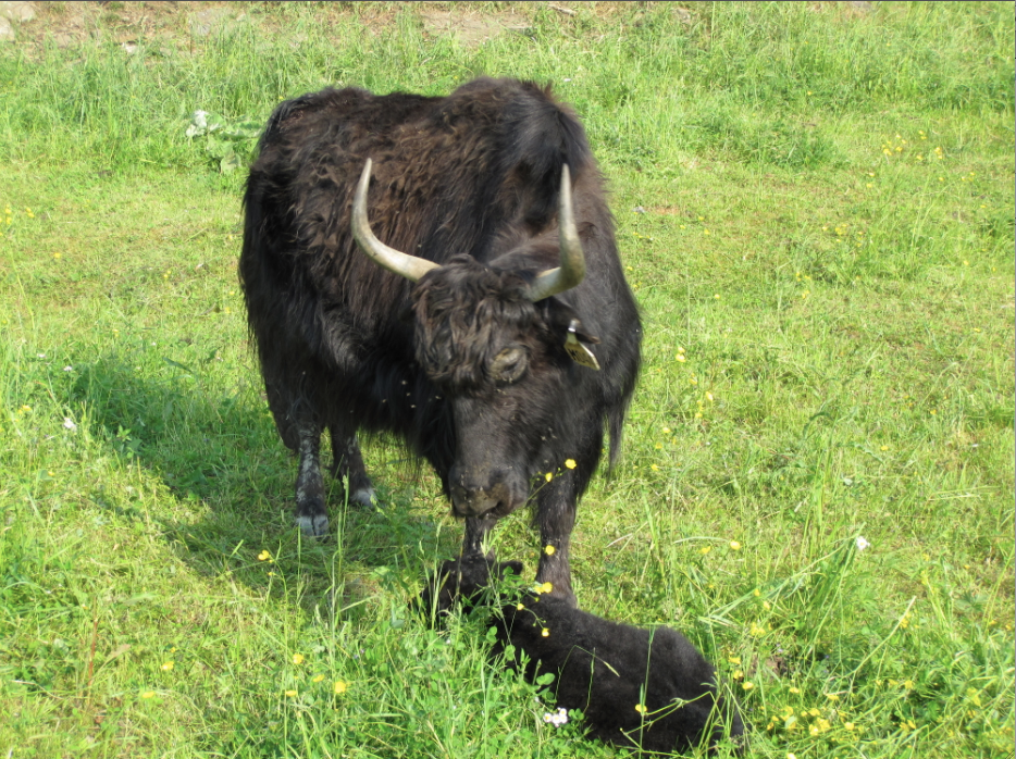 christina-and-calf2.png