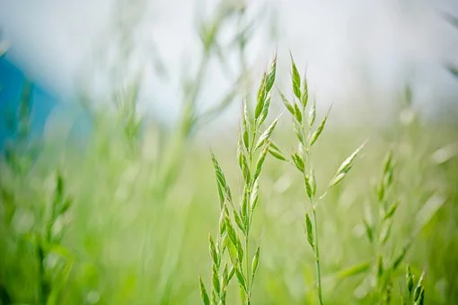 pointed-fescue-1423177__340.jpg