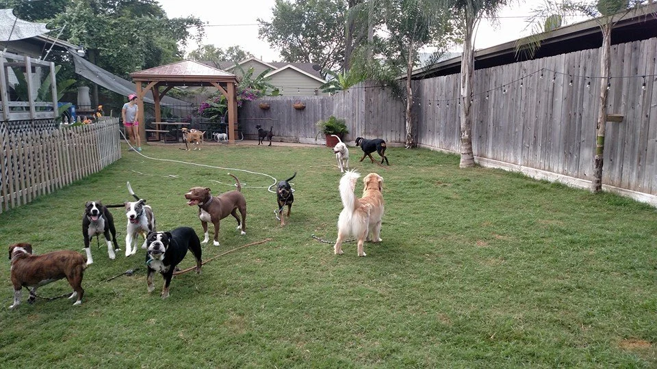 clubcanine.jpg