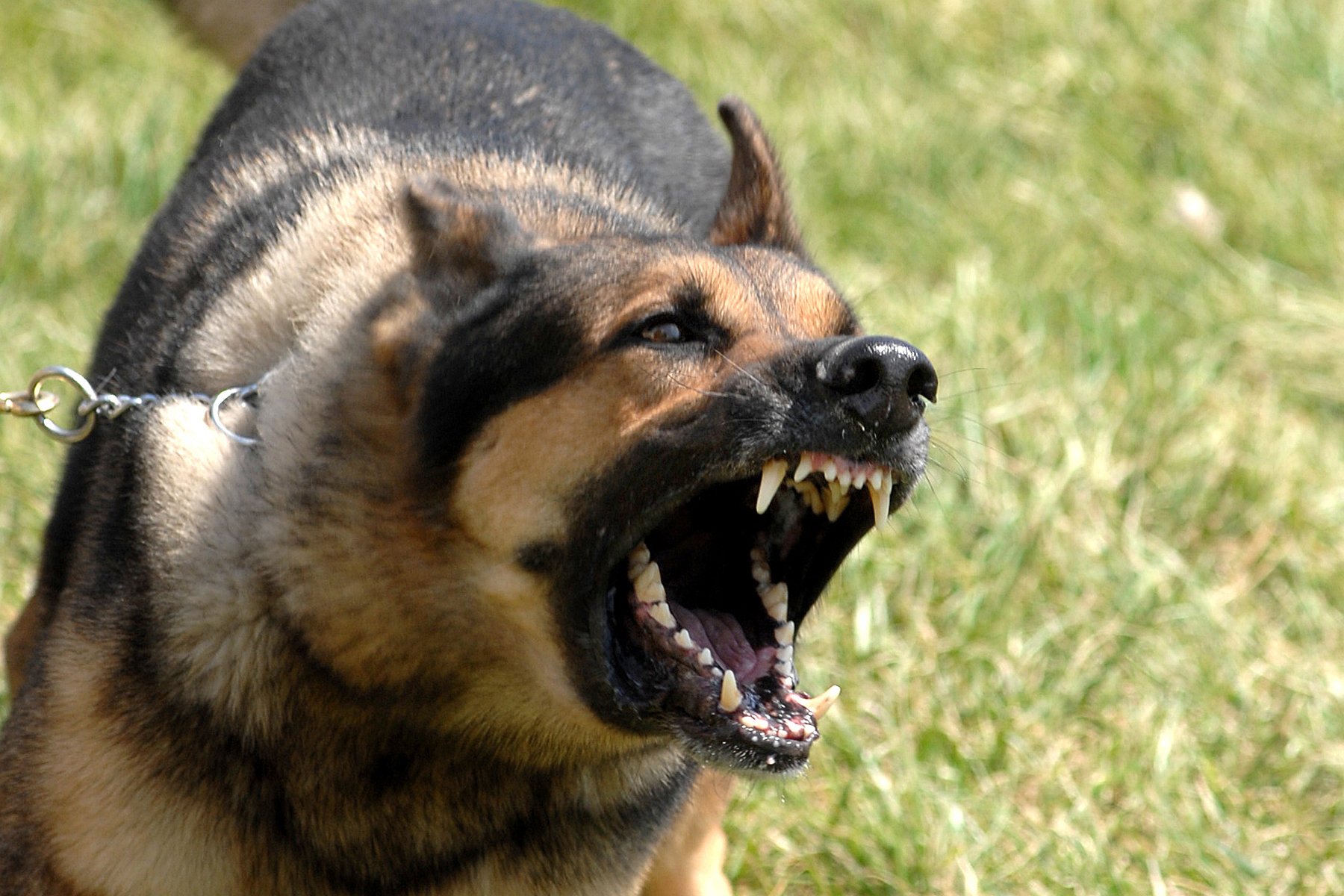 aggressive dog behaviour training