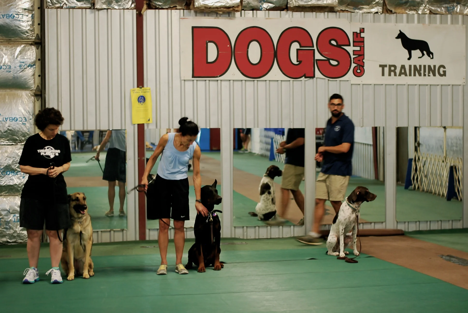 all breeds obedience training