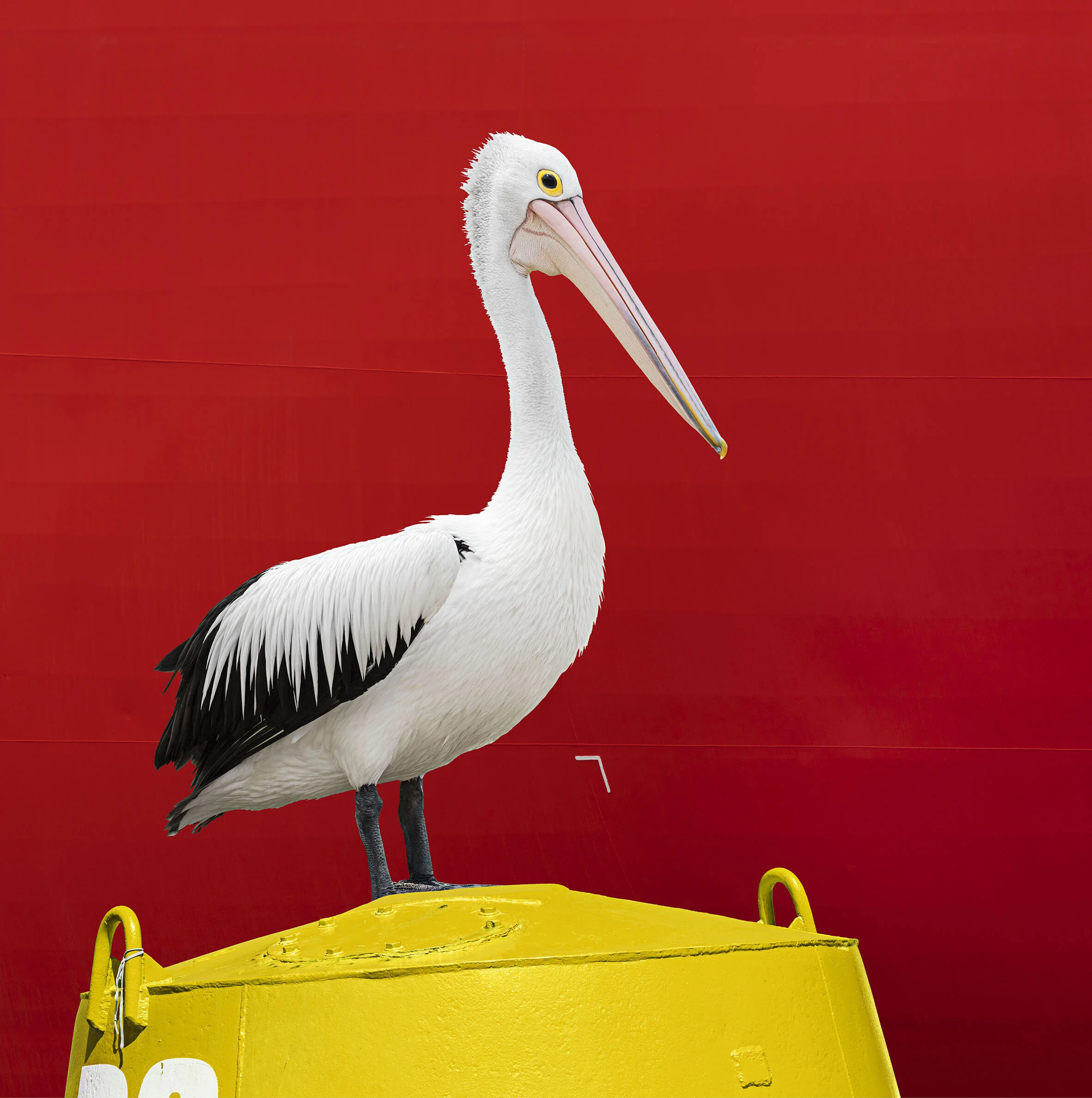 Pelican Spirit (Copy)