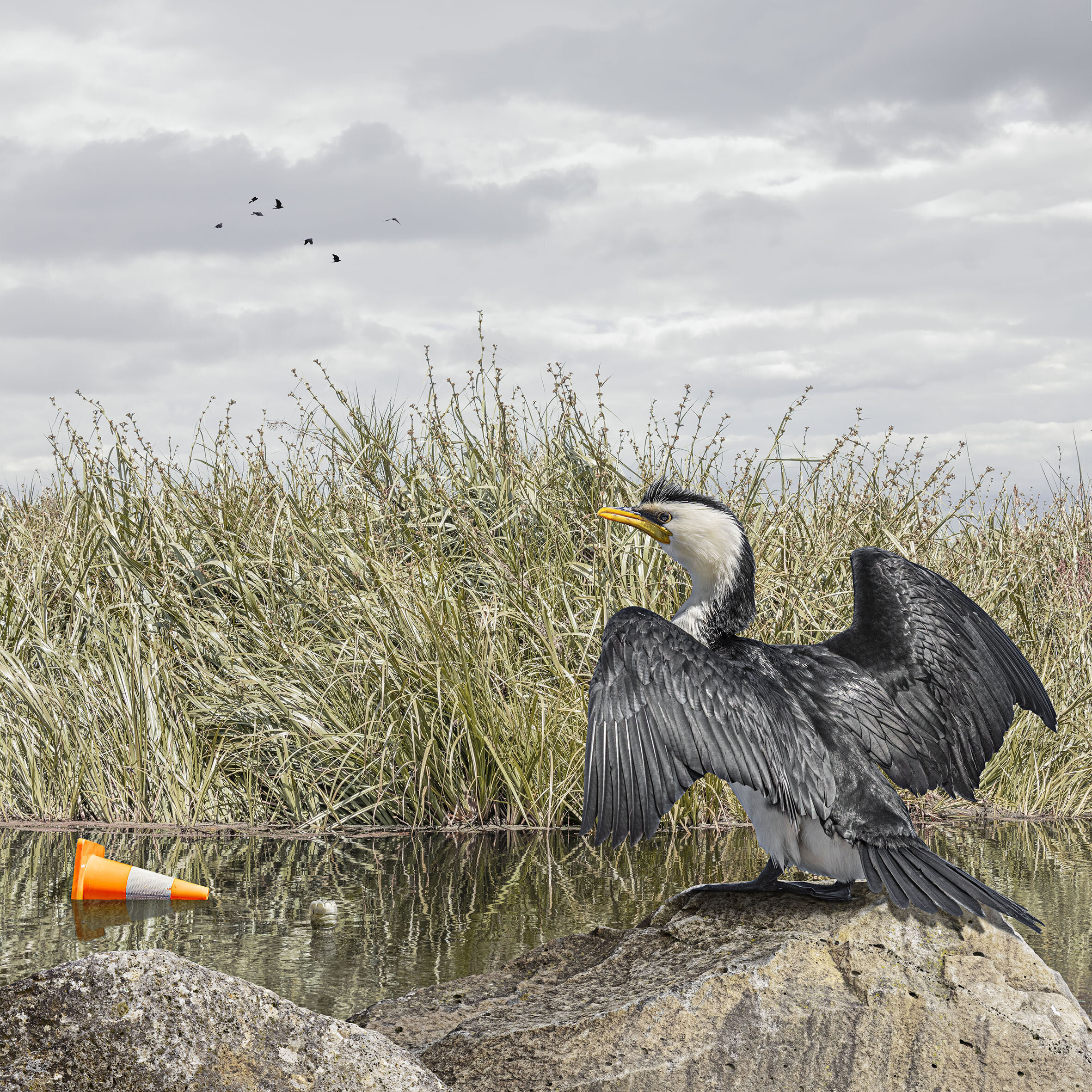 Little Pied Cormorant No.1 (Copy)