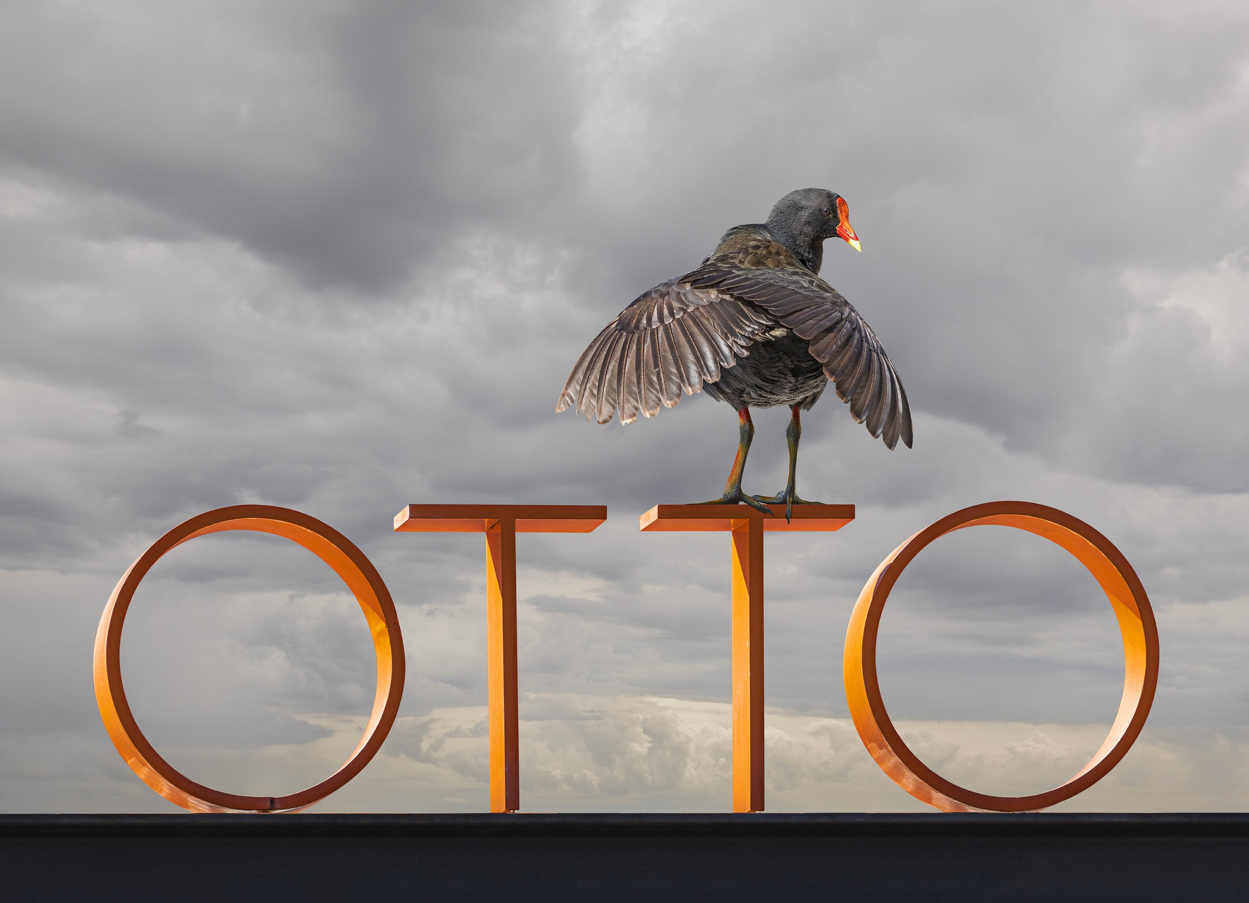 Urban Hen No.1 (Copy)