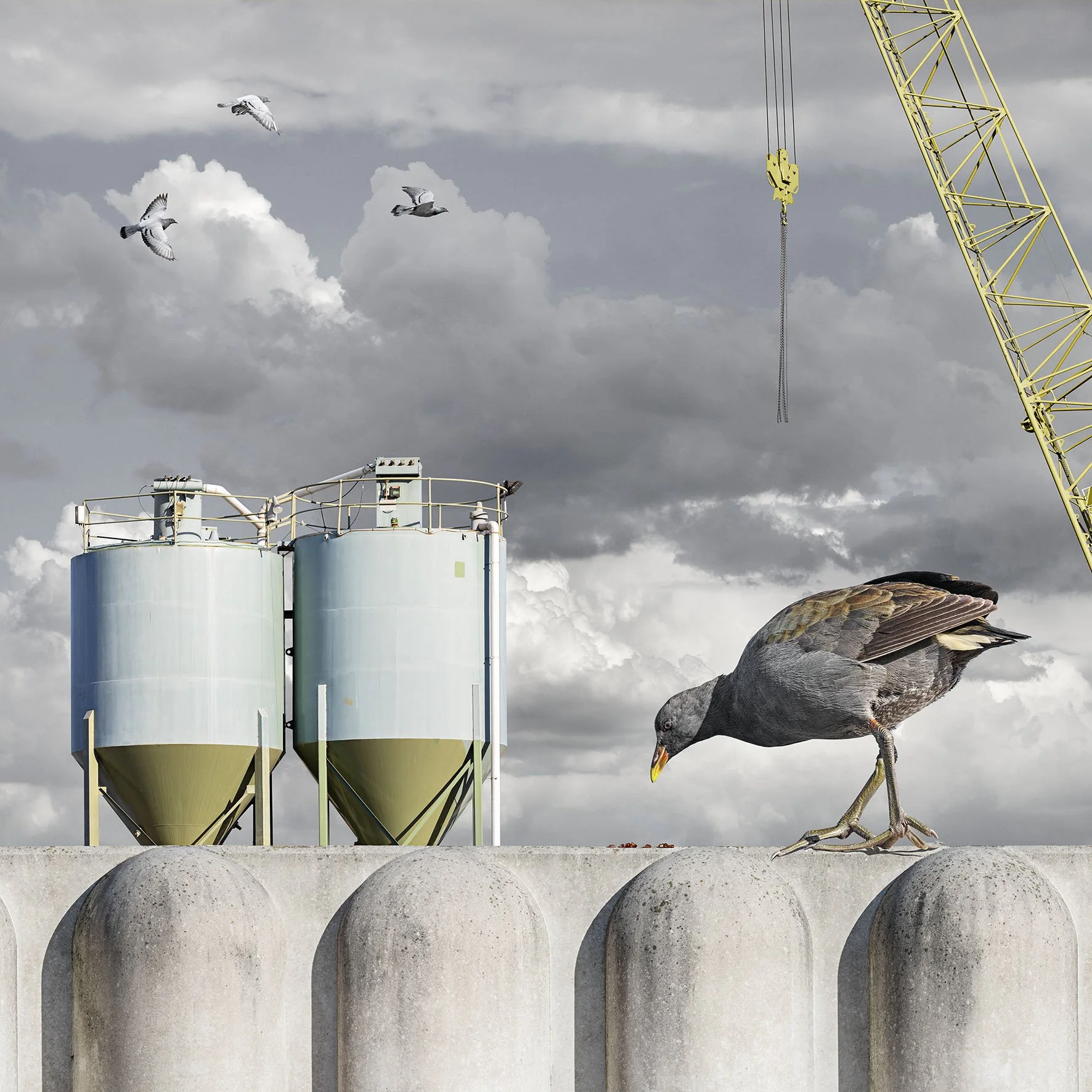 Urban Hen No.2 (Copy)