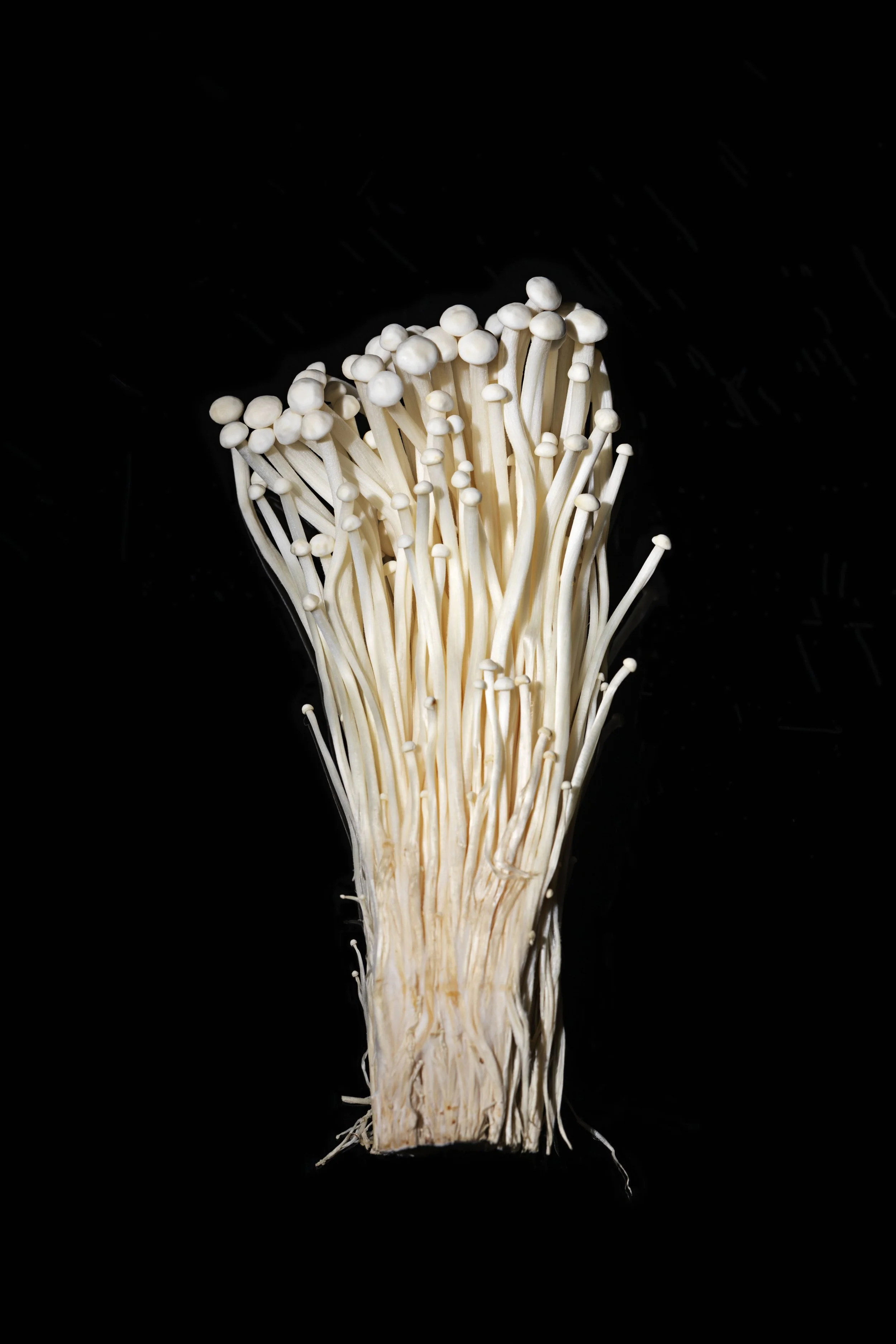 Mushrooms_0007-Edit.jpg