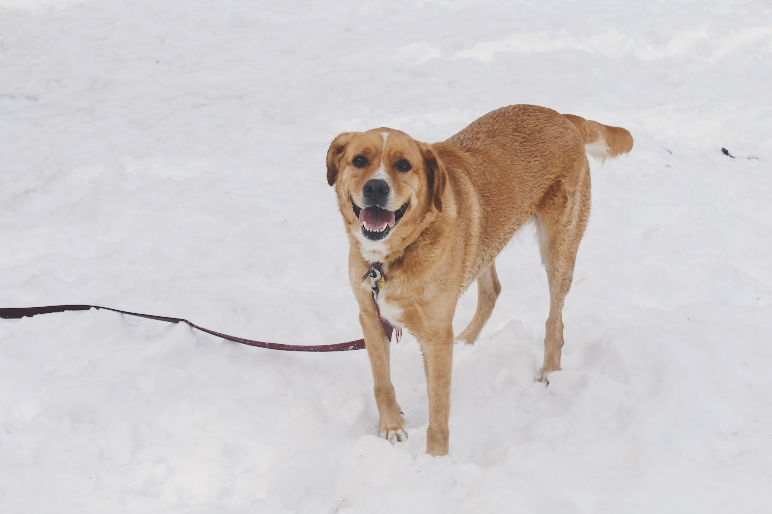 04 This Dog Loves The Snow.JPG