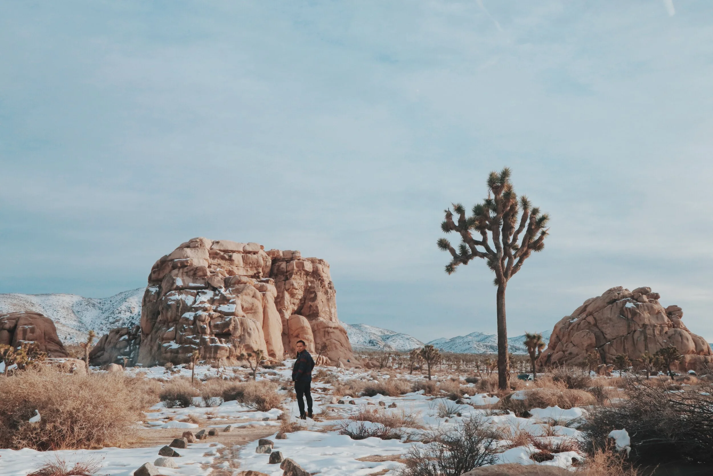 Joshua Tree: Checking in to what's next