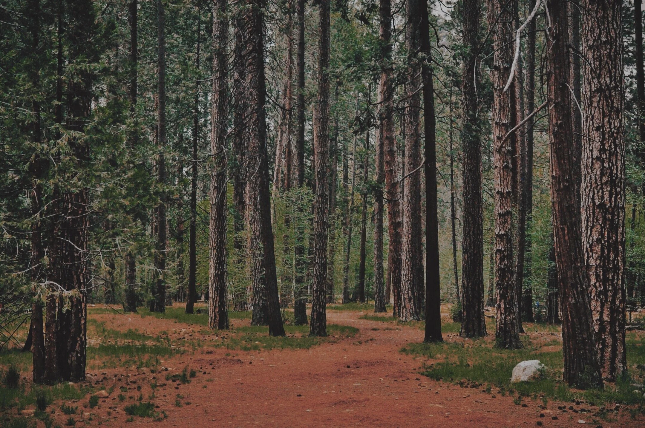 Deforestation's Main Culprit