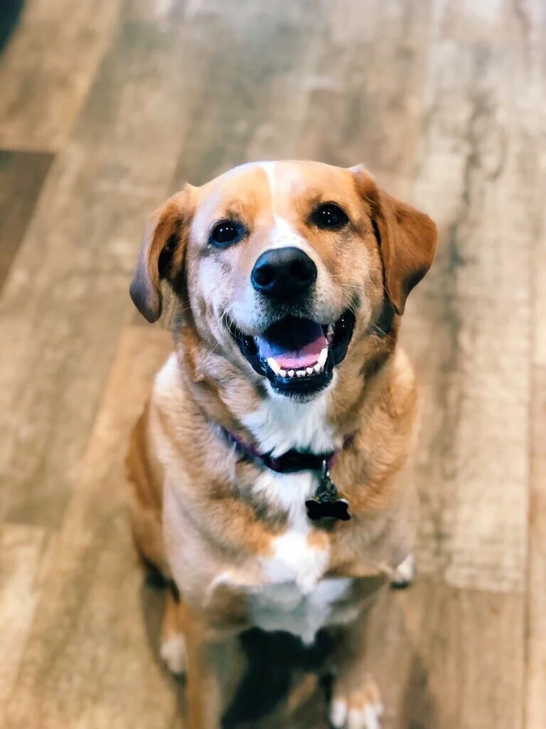 Beignet's 5th Birthday