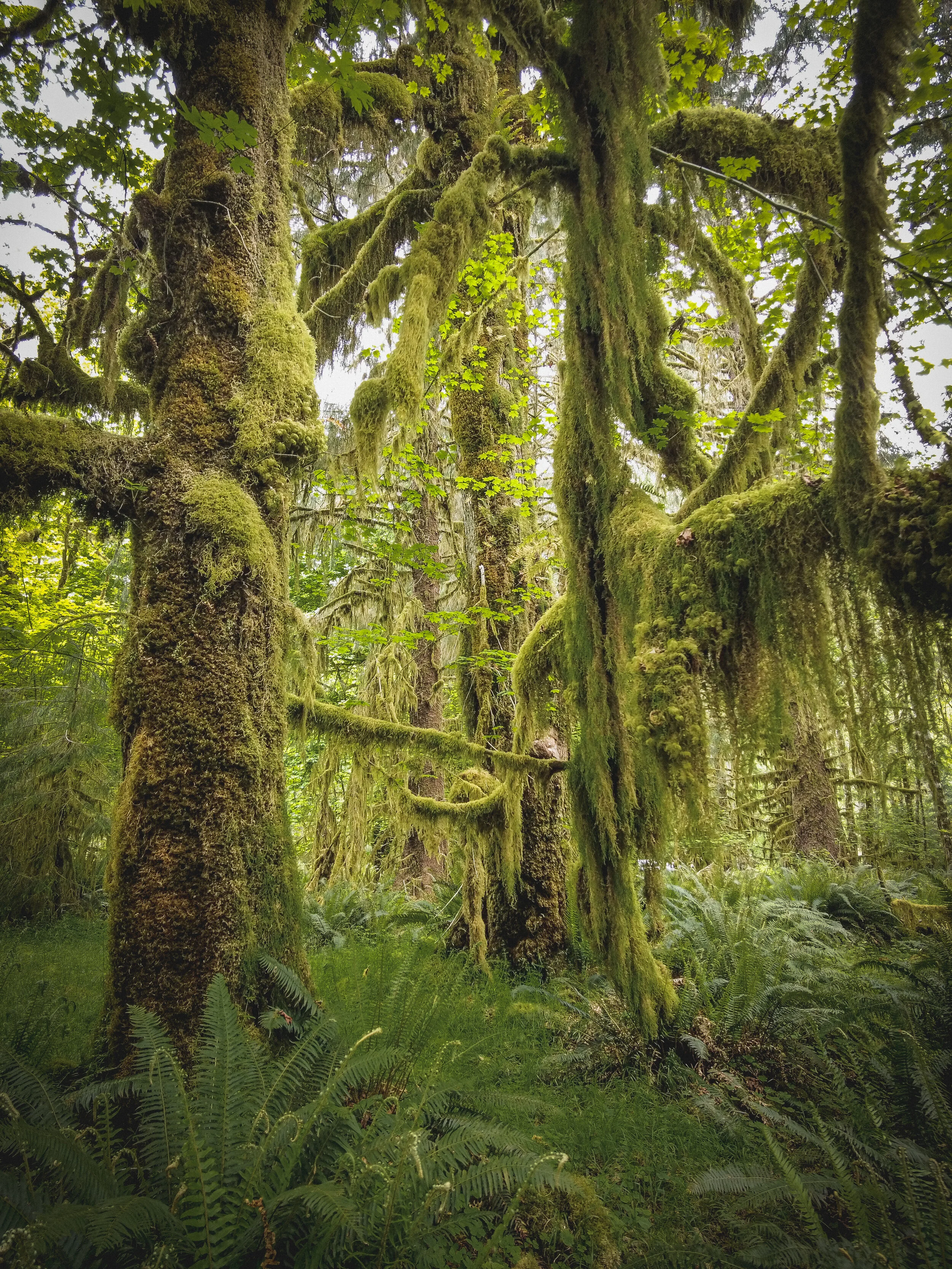 My Moss Obsession