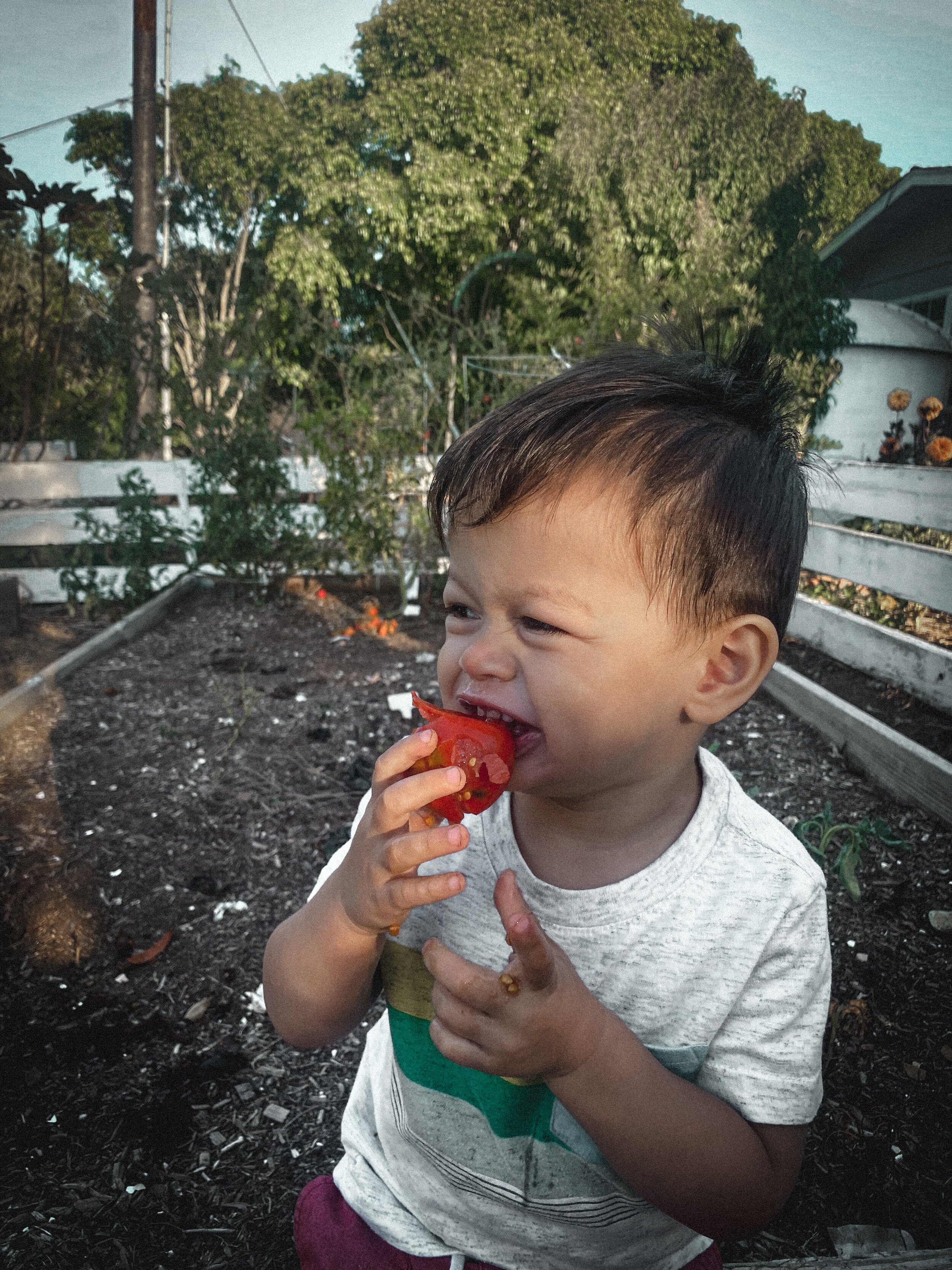 Tomatoes and Change