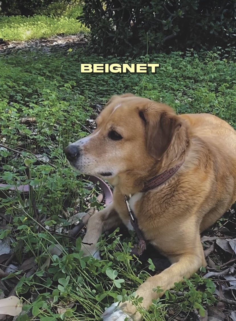 Beignet Turns 7