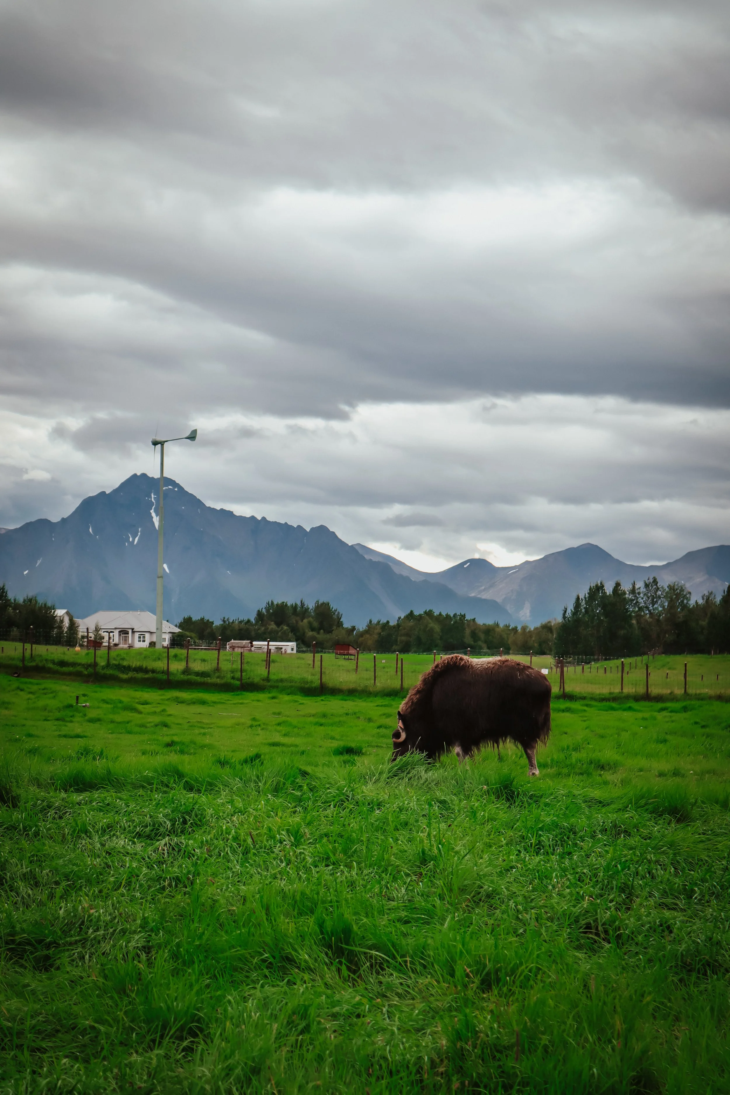 The Marvelous Musk Ox