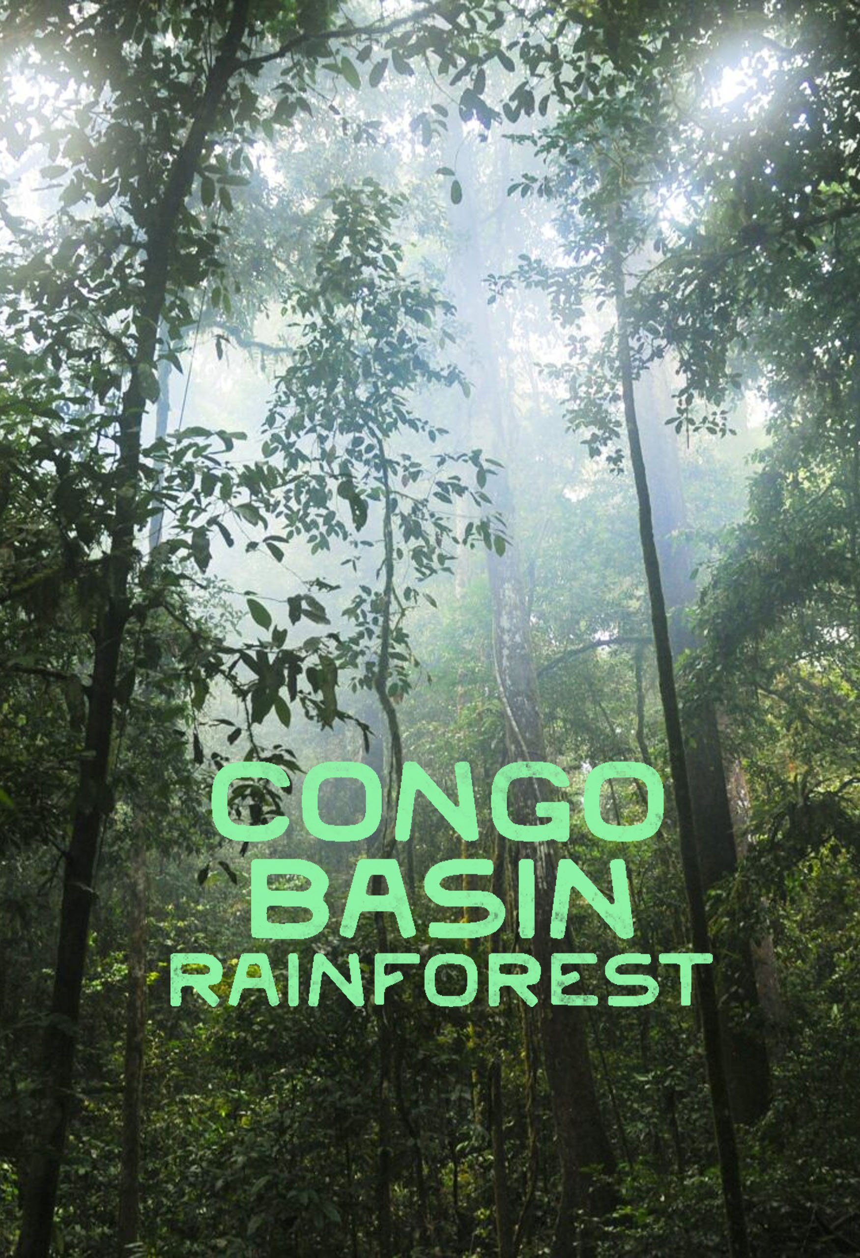 Congo Basin Rainforest