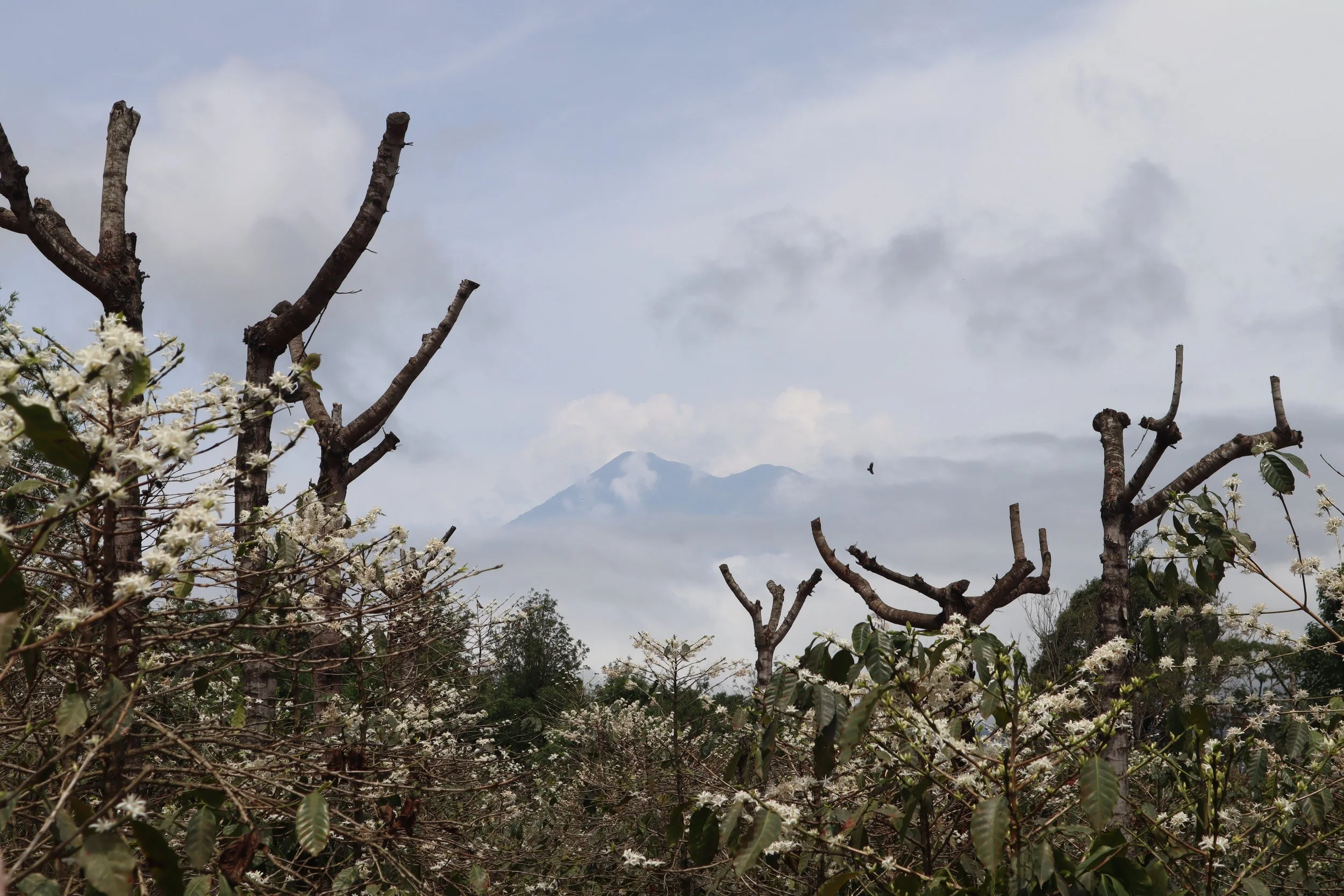 Antigua Coffee Crawl