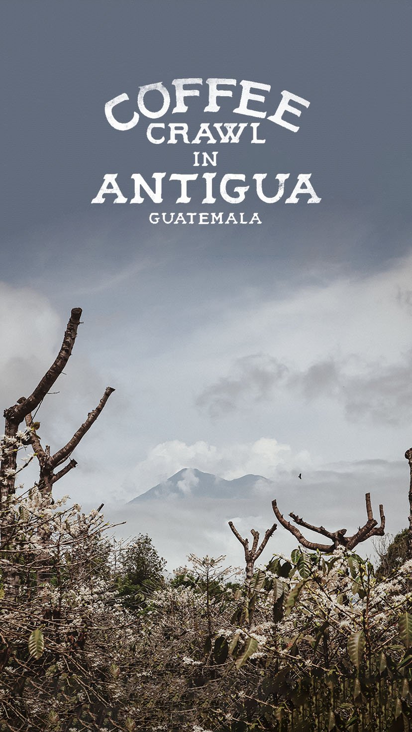 Antigua Coffee Crawl