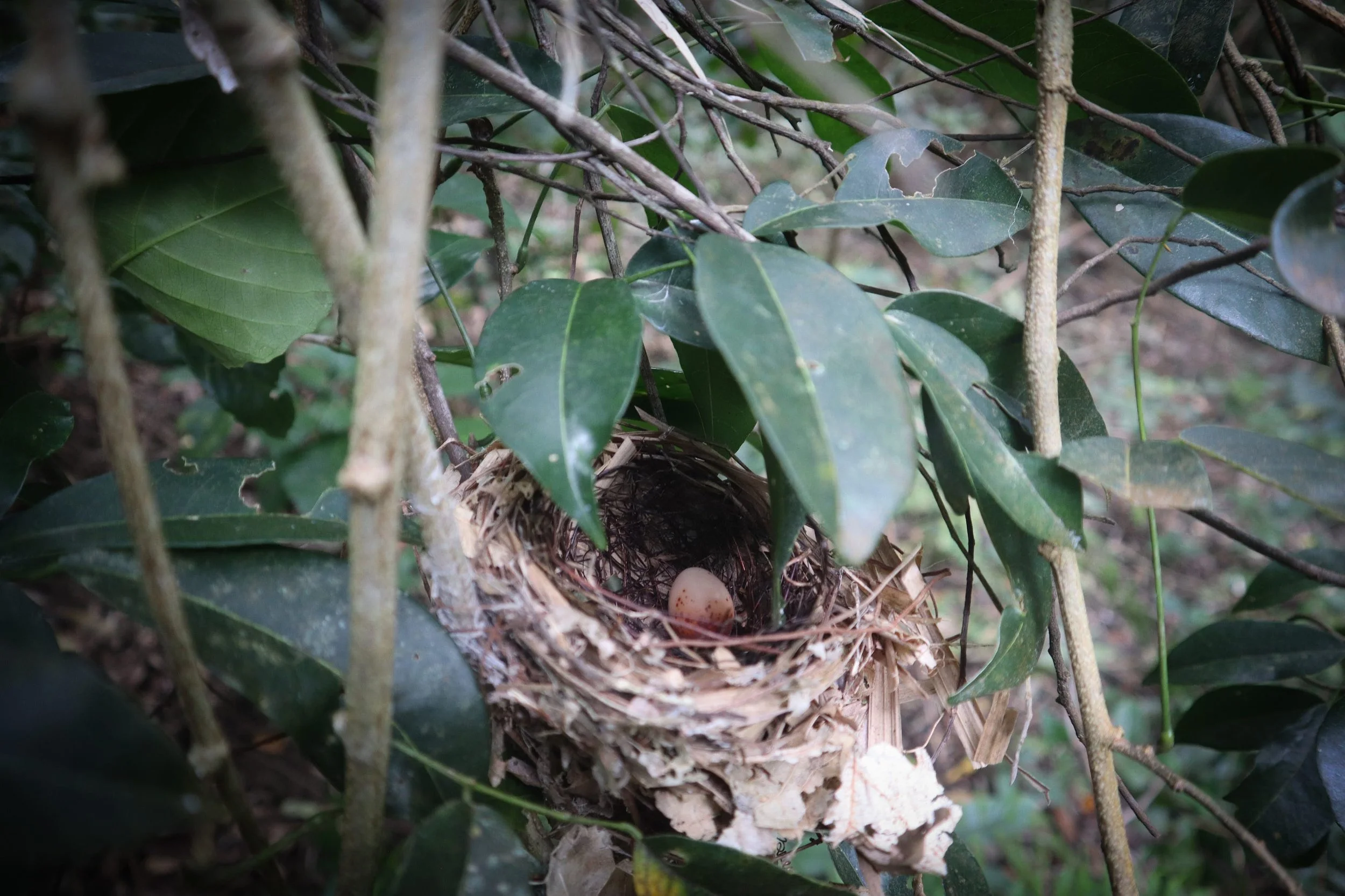 The Philippines and the Parts That Mesh