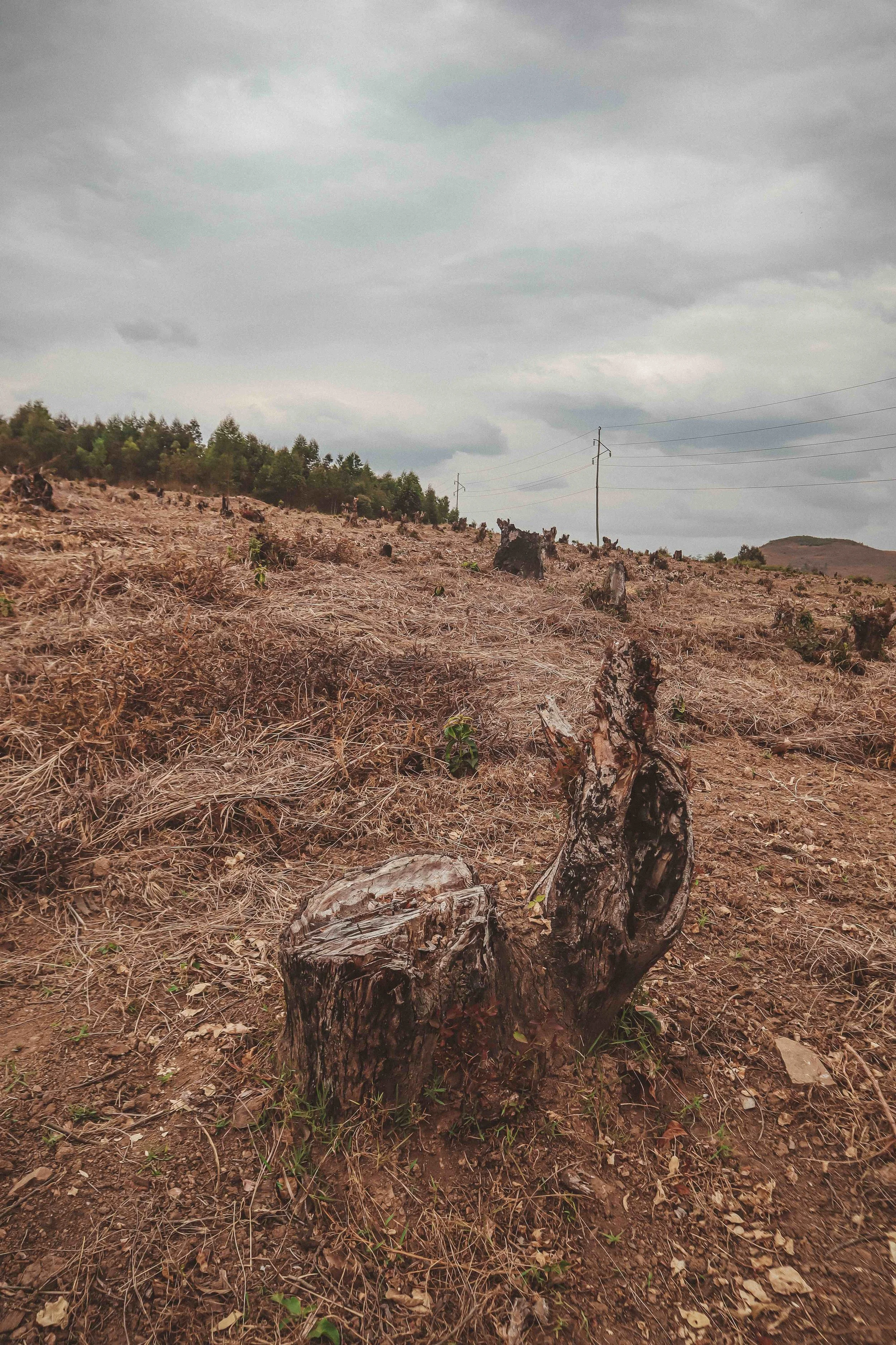 Deforestation in Burundi