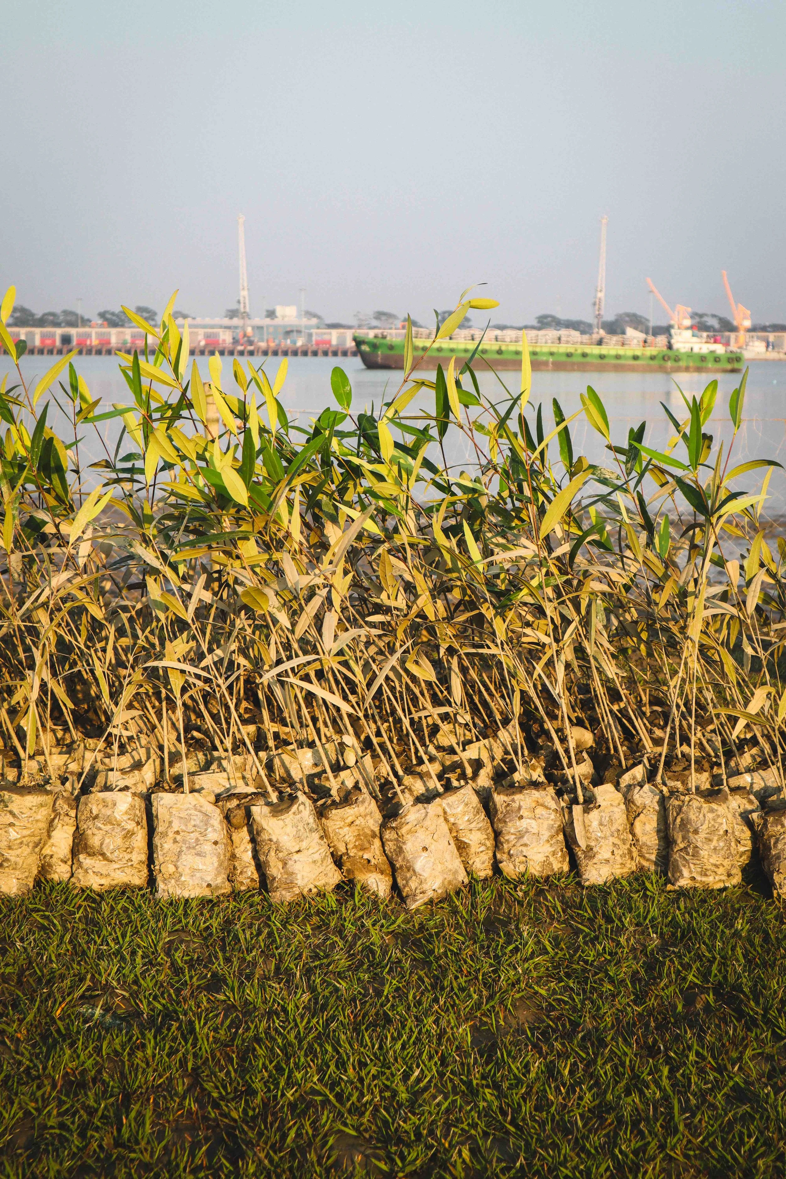 Mangrove Products