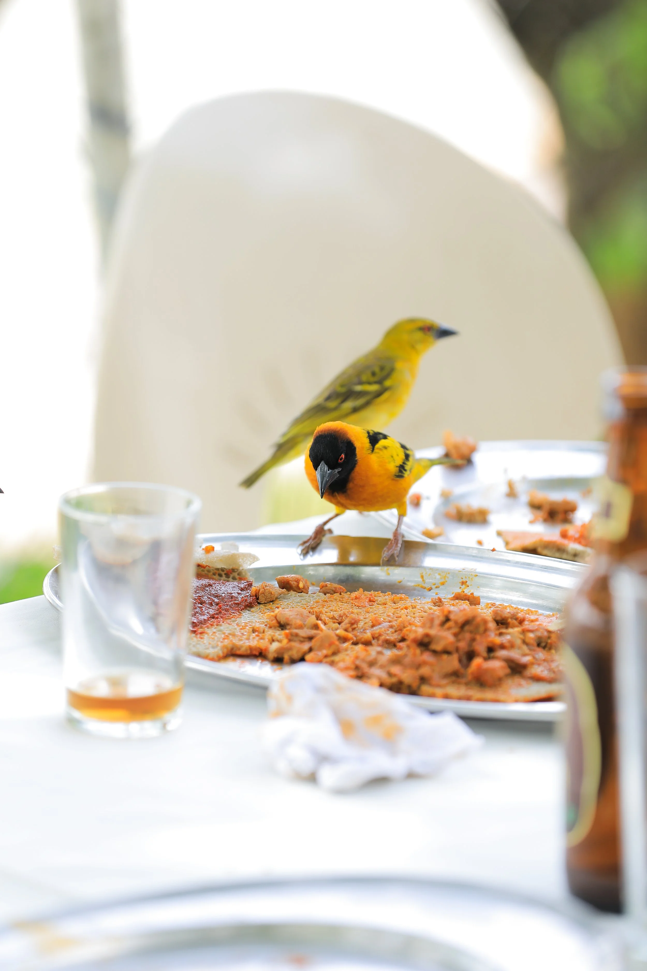 Ethiopian Tasting Notes