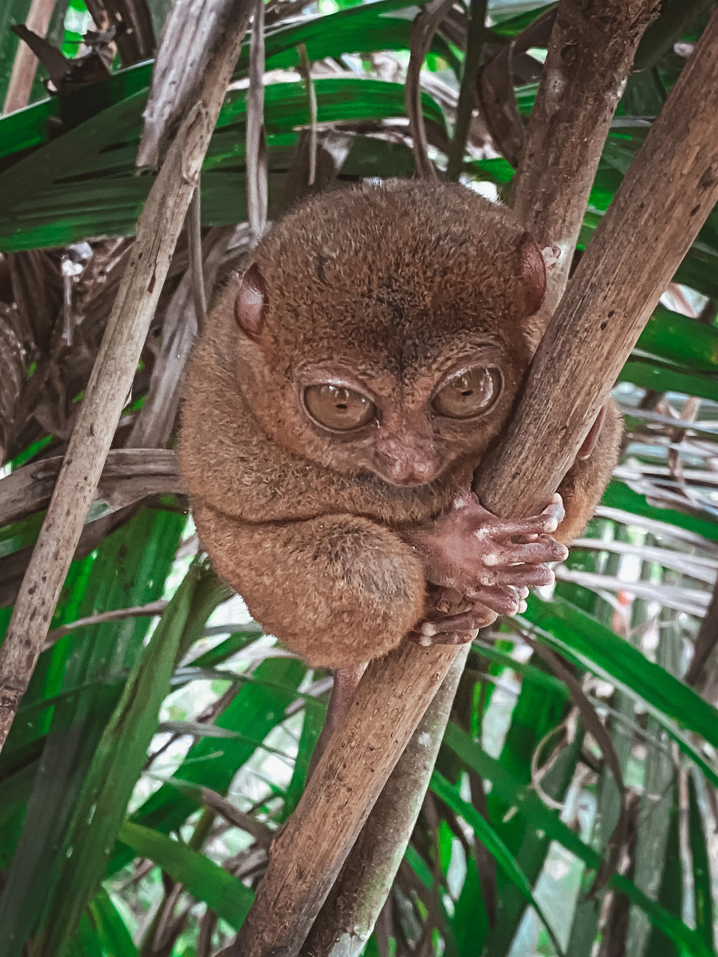 Philippine Tarsier