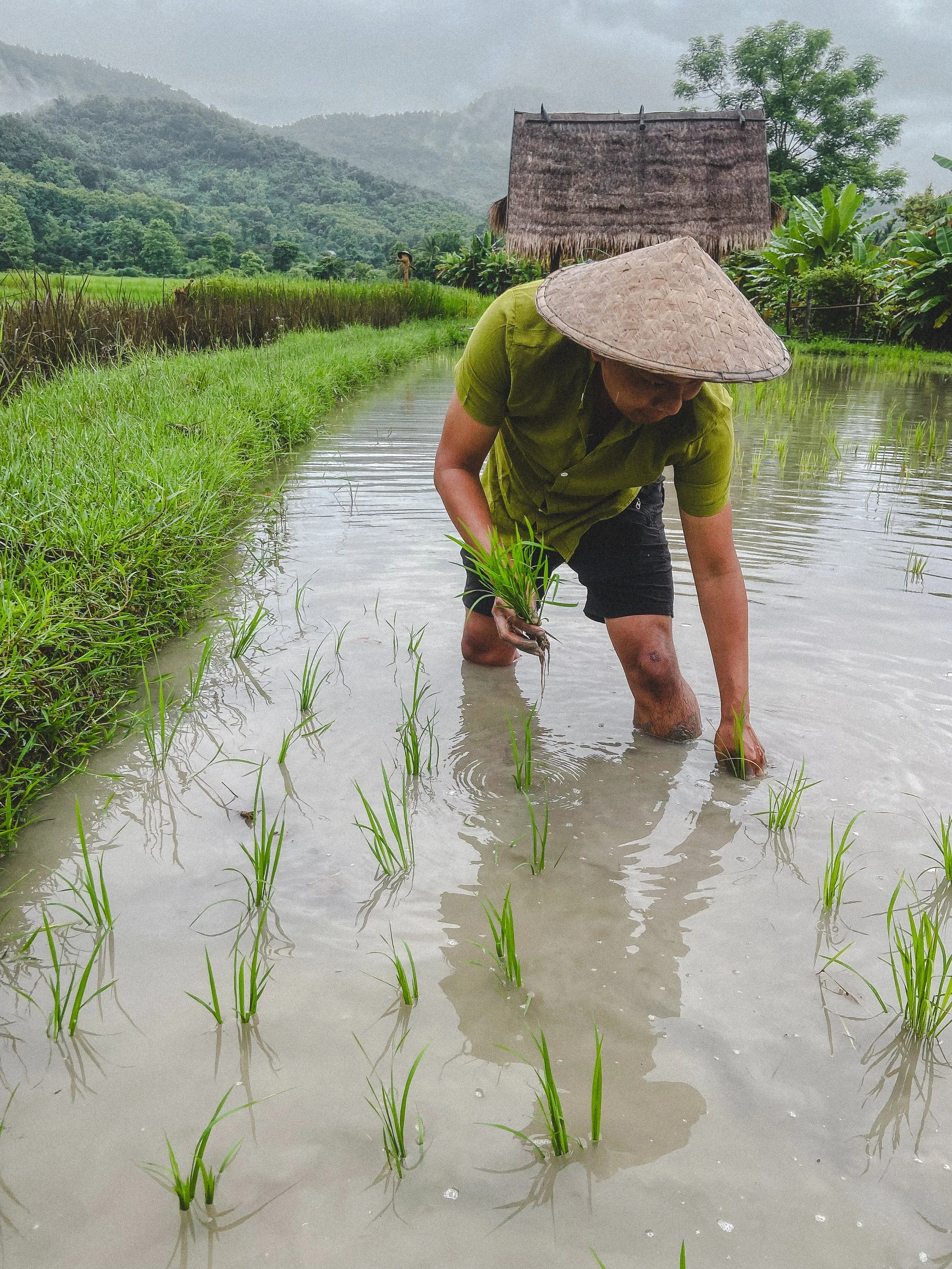 Planting Rice is Never Fun