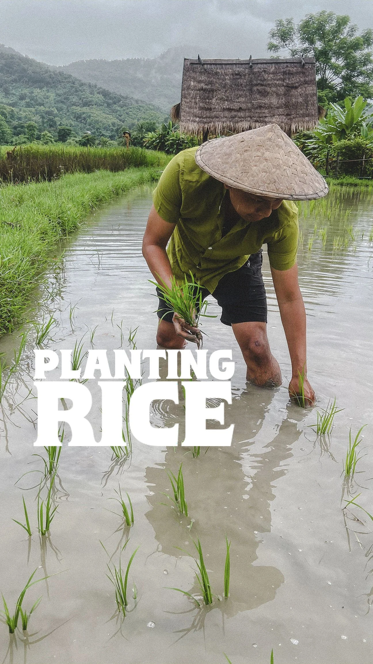 Planting Rice