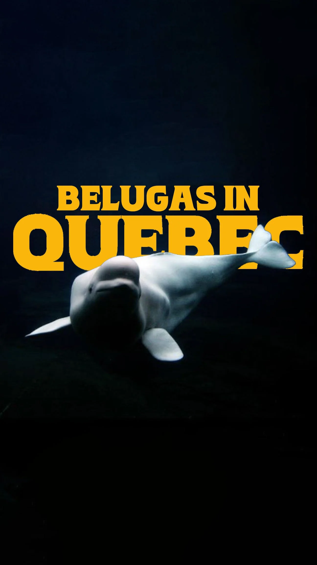 Belugas in Quebec