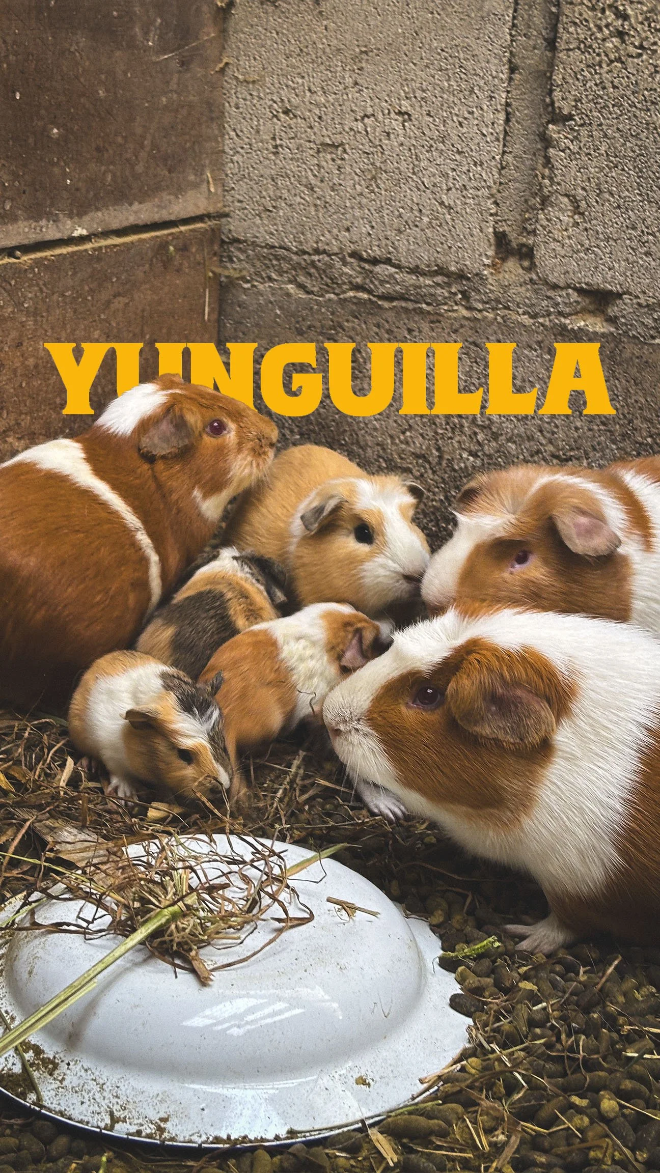 Yunguilla