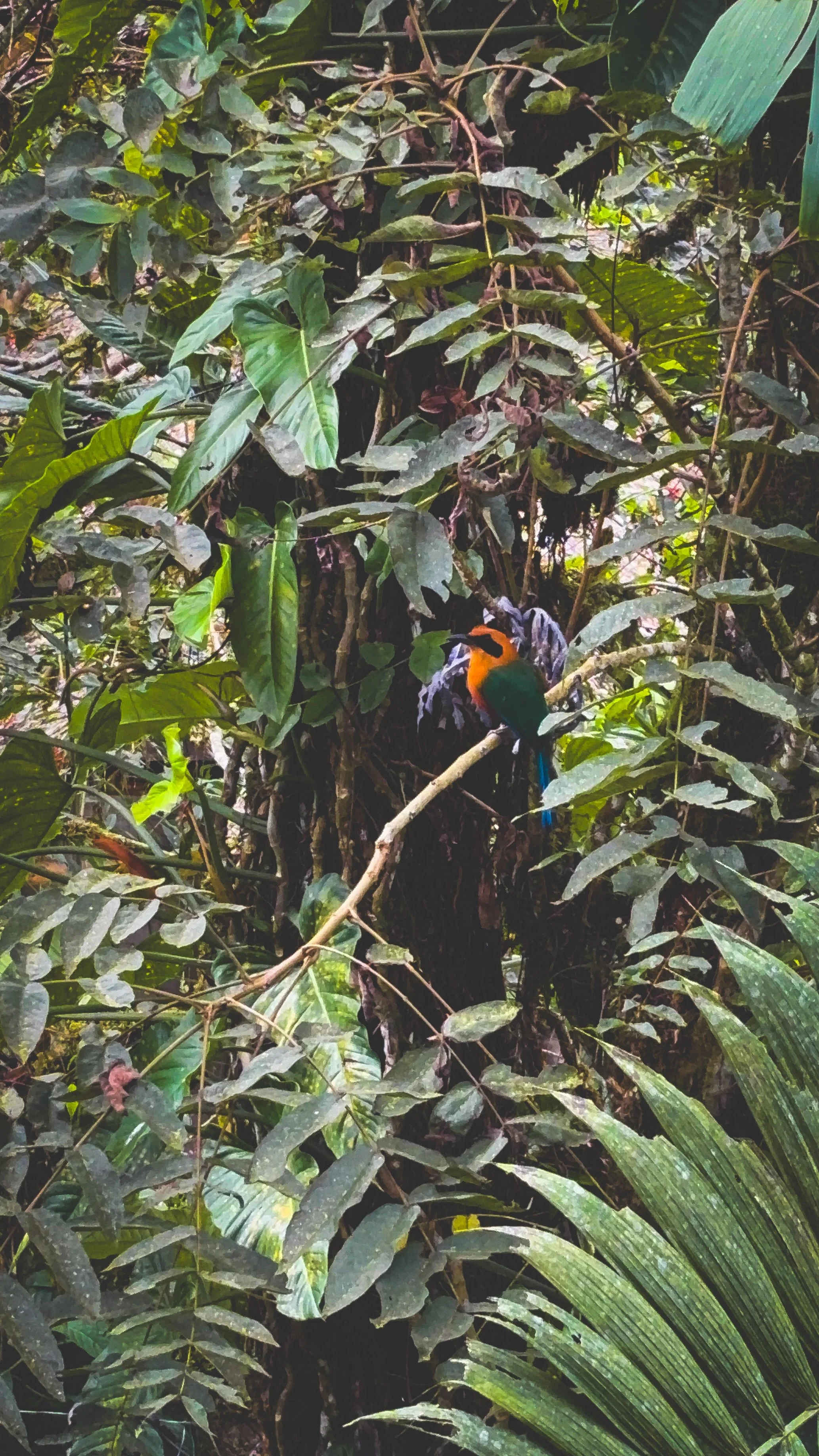 Birding in Ecuador