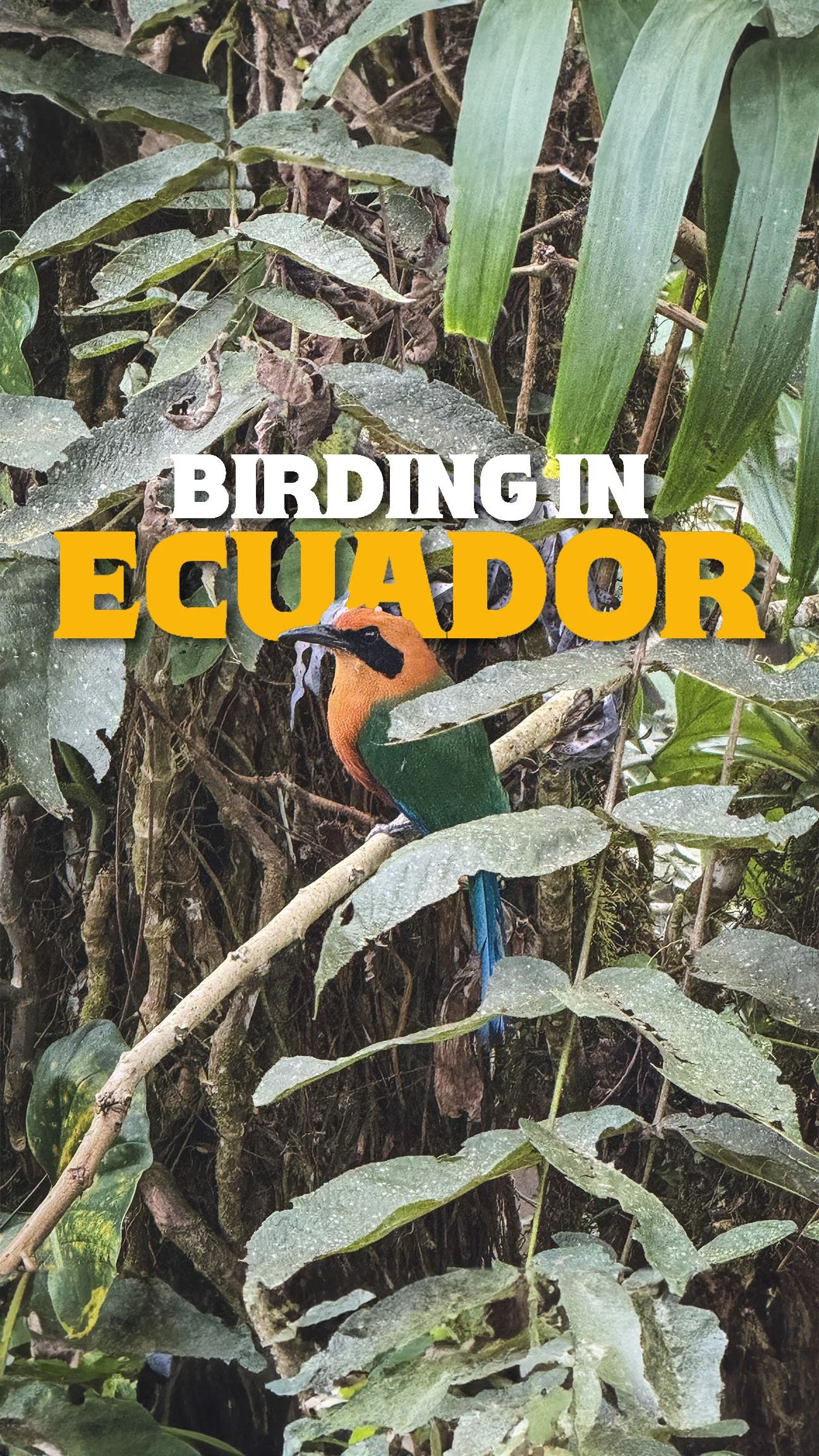 Birding in Ecuador