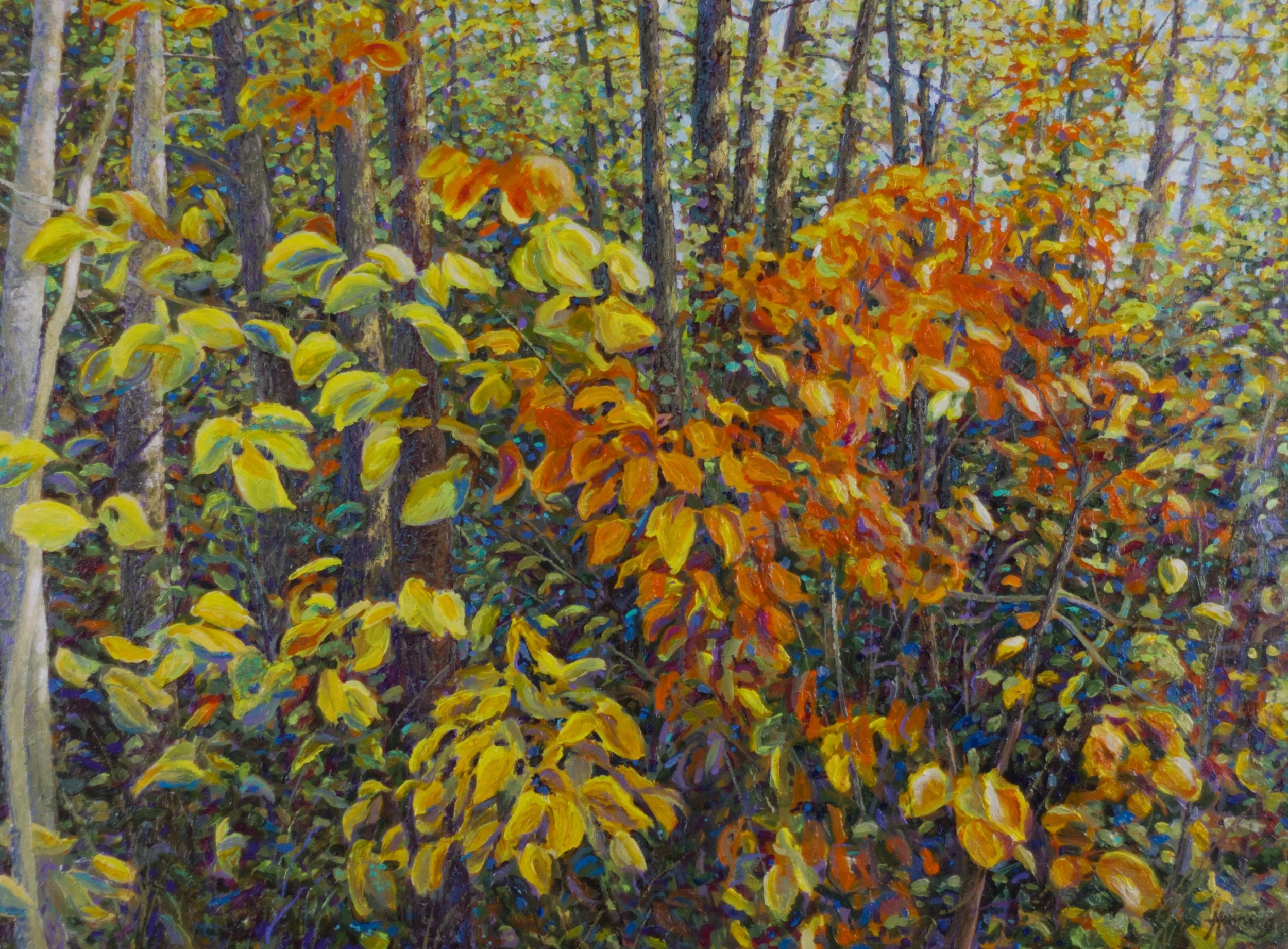 Where Autumn Gathers Light