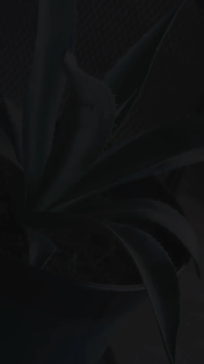 agave.jpg