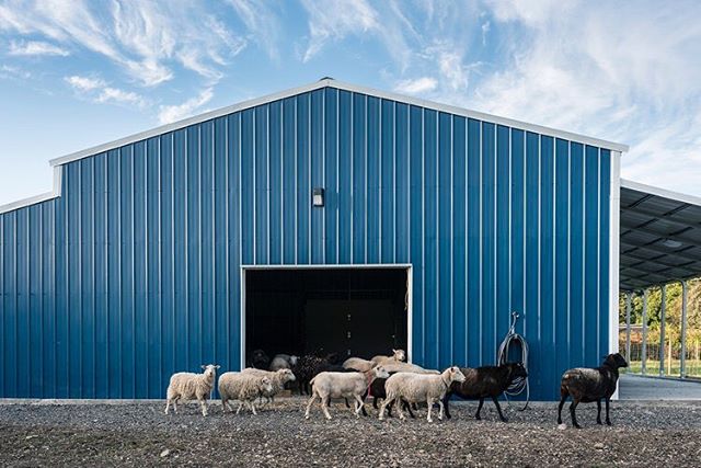 It's been a while since I've posted! My barn is done, I have my sheep and my business is up and running! 
Doing what I love- training sheep dogs!

I'll be switching accounts for my business to @bluecollarfarm