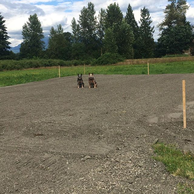 I have some exciting news! After years of dreaming and hard work, I am finally building my own herding facility! 🐑
I'm calling it Blue Collar Farm!
🐺

The girls can't wait for sheep of their very own :) Stay tuned for more updates. ----------------