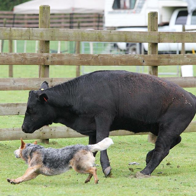 Roo catching a runaway cow at the trial. She gave me a heart attack more than once that weekend! But she sure is a good little cow dog 🐂🐺
----------------------------------
#blueheeler #heeler #cattledog #australiancattledog #acd #heelergram #acdla