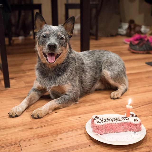 Happy 1st Birthday to my little girl, Koa! 🎉🐺🎉
----------------------------------
#blueheeler #heeler #ilovemyheeler #heelernation #heelersofinstagram #acd #australiancattledog #cattledog #puppy #instagramdog #dogsofinstagram #pupstagram #ilovemyp