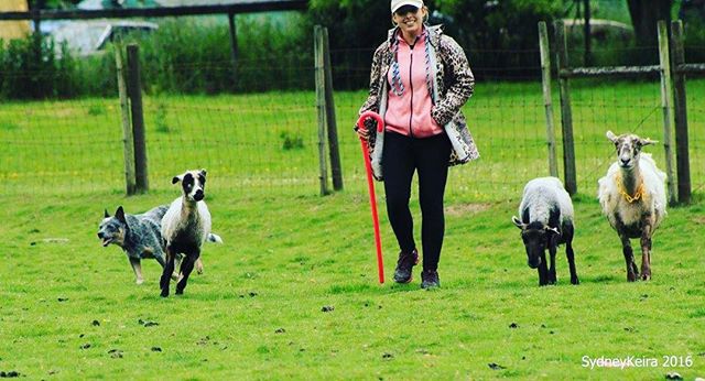 Koa got her first herding title last weekend! She was a speed demon but had a ton of fun 🐑🐑🐑🐺
--------------------------------------------
#blueheeler #heeler #cattledog #australiancattledog #heelernation #acdland #heelergram #acd #redheeler #her